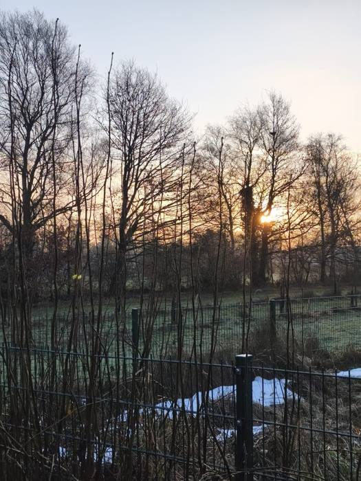 Frostiger Wintermorgen mit Sonnenaufgang hinter Bäumen